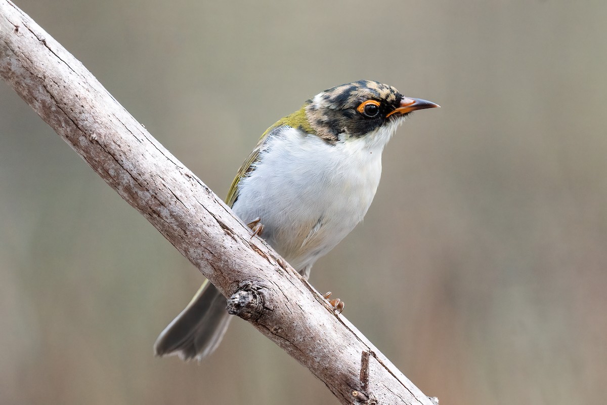 White-naped Honeyeater - ML617645298