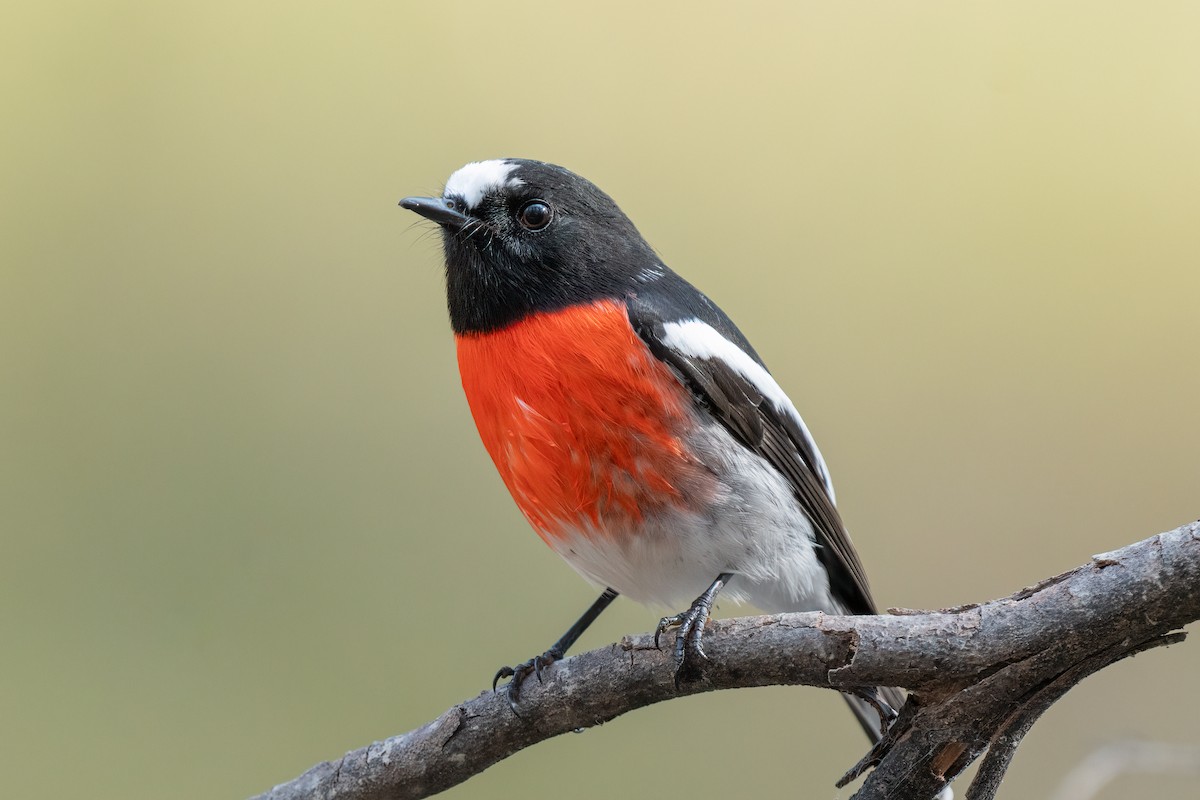 Scarlet Robin - ML617645315