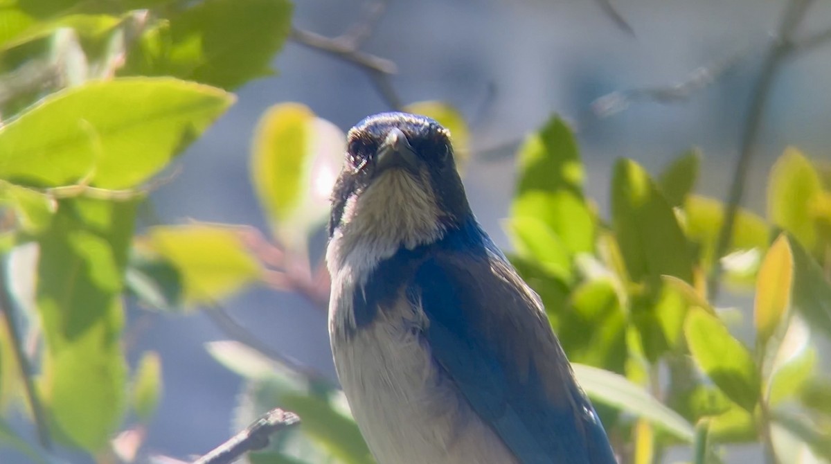 California Scrub-Jay - Lyla Arum