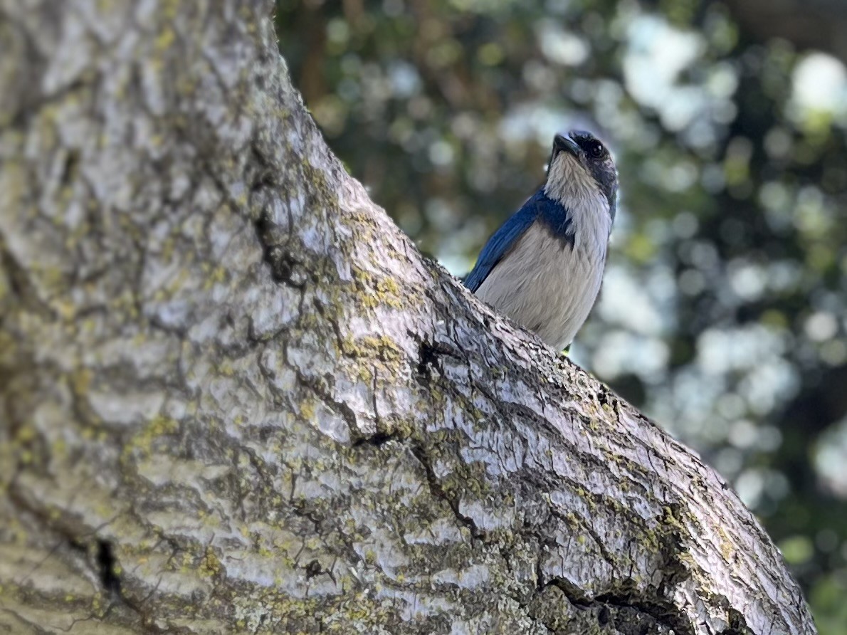 California Scrub-Jay - ML617645338