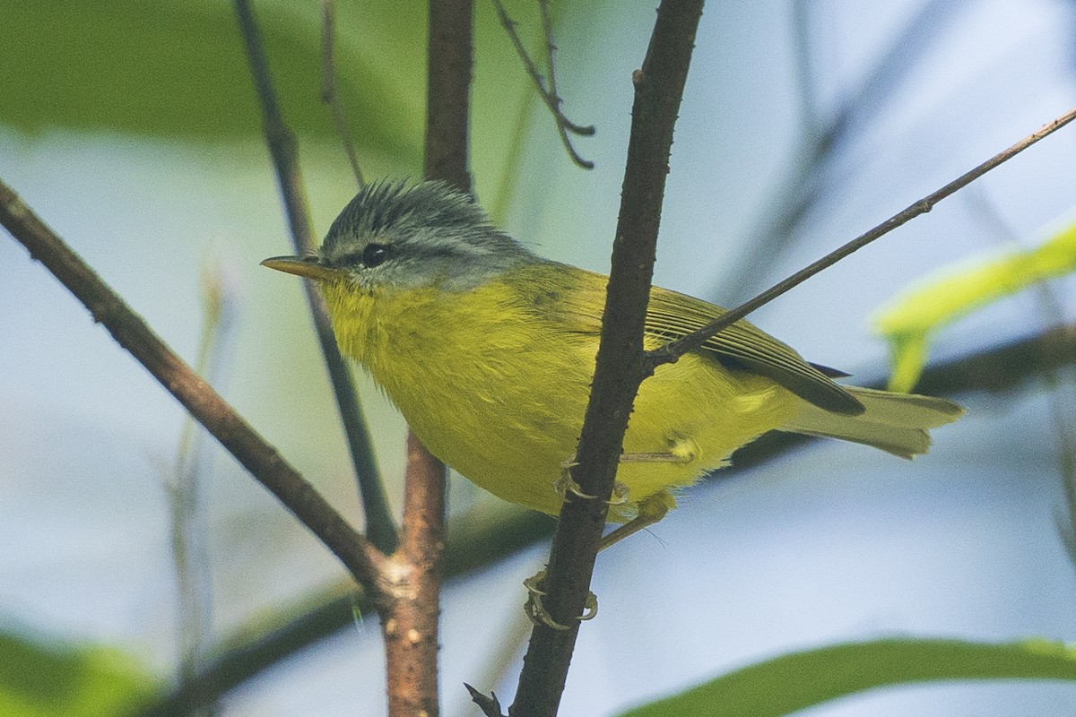 Gray-hooded Warbler - ML617645358