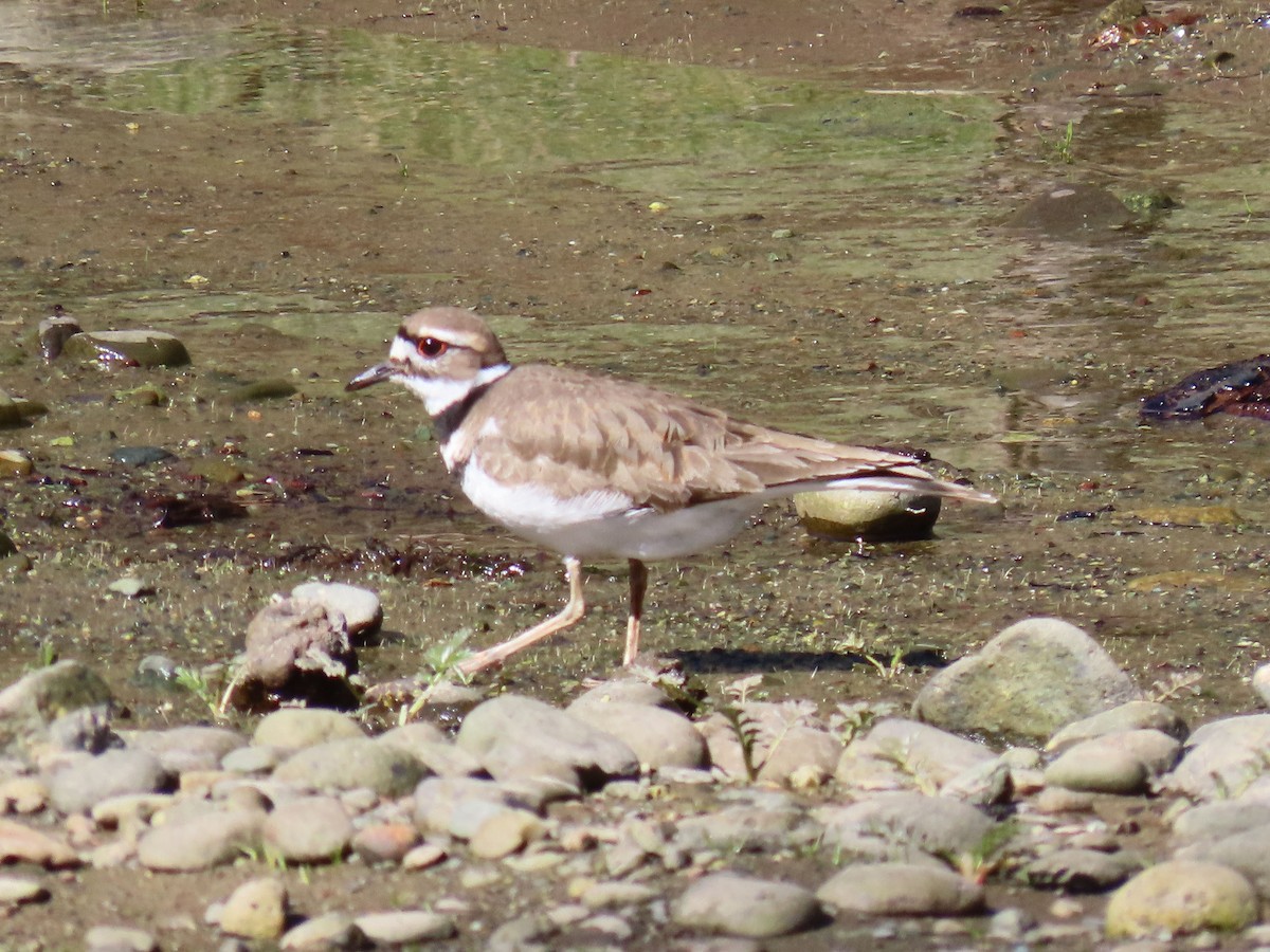 Killdeer - ML617645389