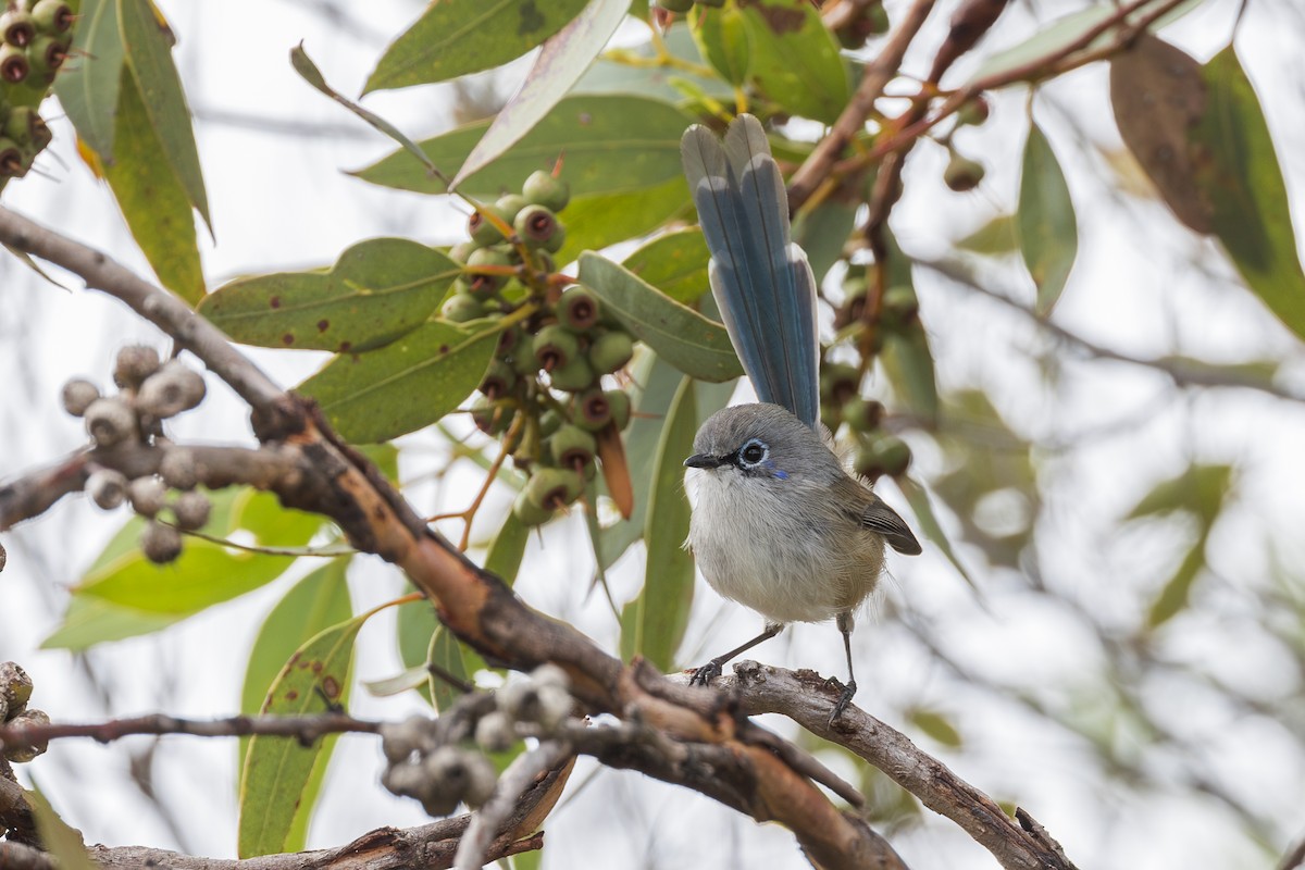 Blue-breasted Fairywren - ML617645406