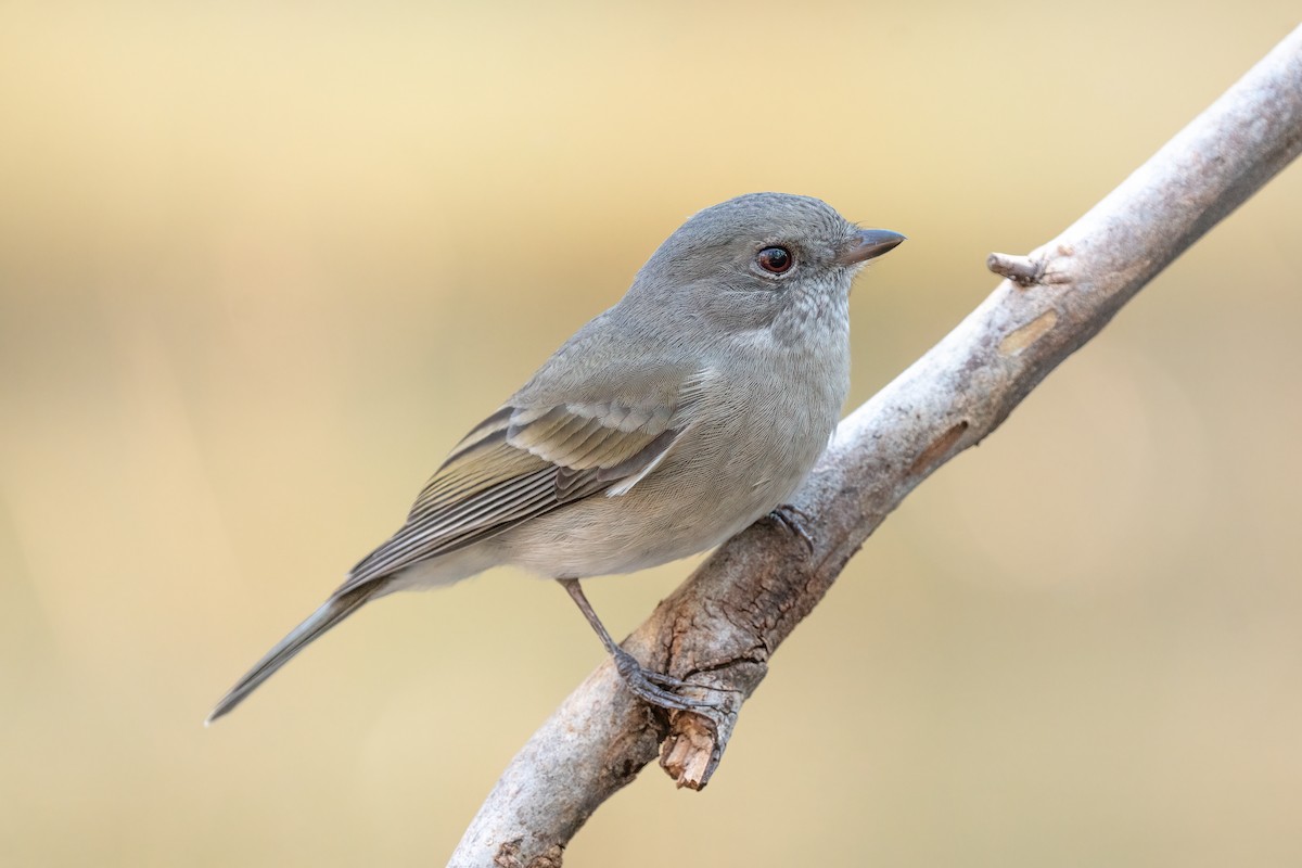 Golden Whistler - ML617645407