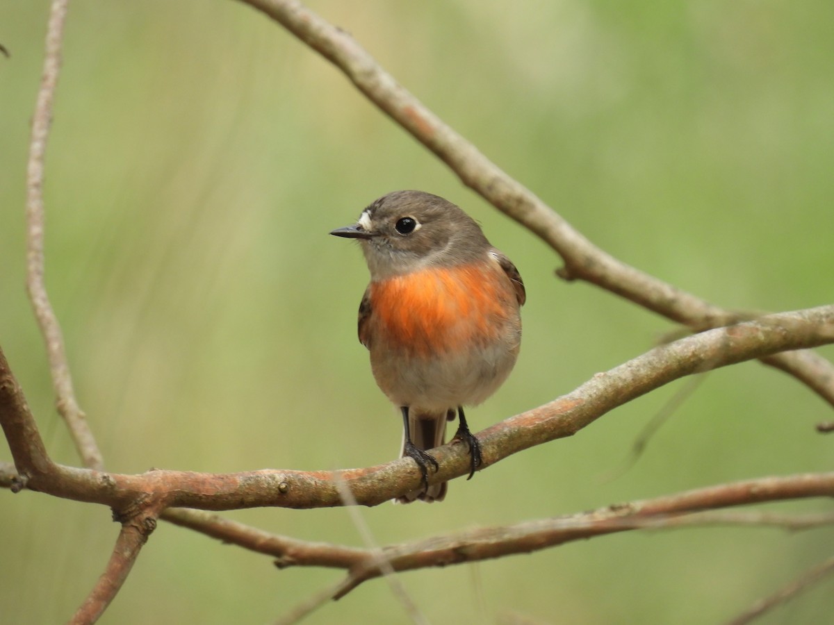 Scarlet Robin - Praveen Bennur