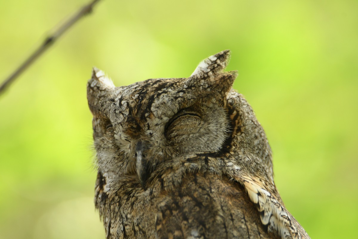 Eurasian Scops-Owl - ML617645415