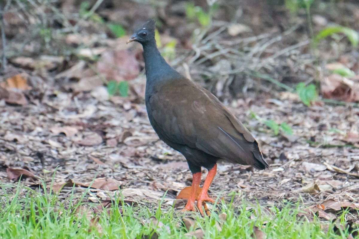 Rotbein-Großfußhuhn - ML617645476