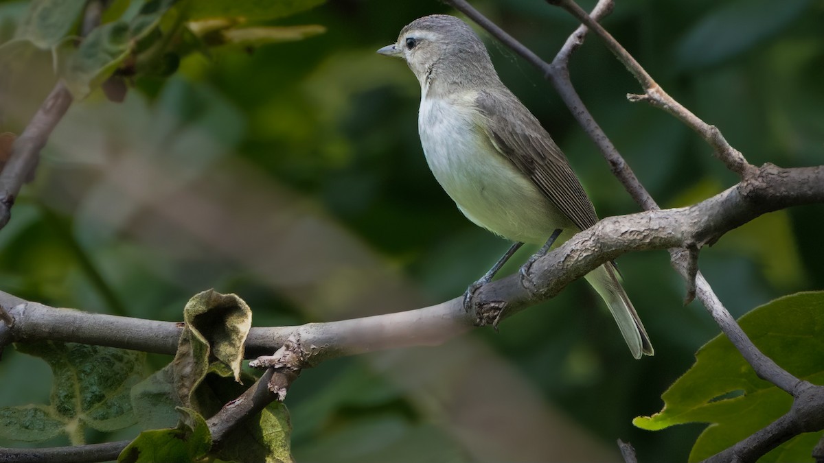 Warbling Vireo (Western) - ML617645500