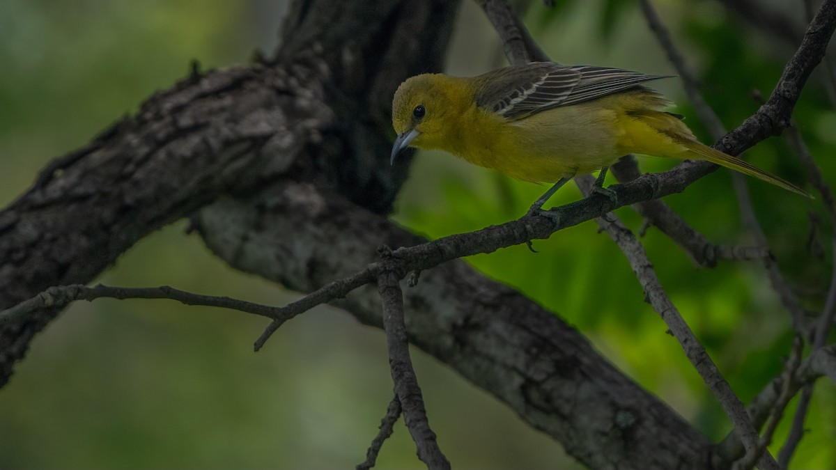 Hooded Oriole - ML617645501