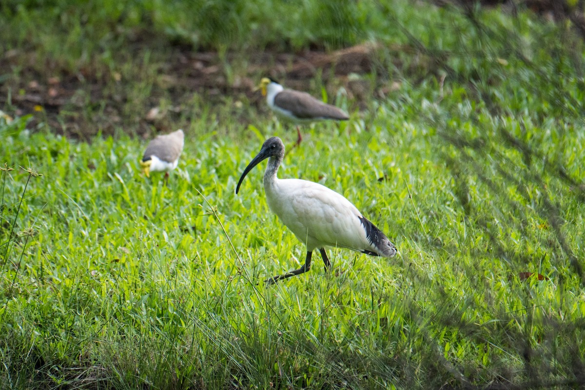 ibis australský - ML617645502