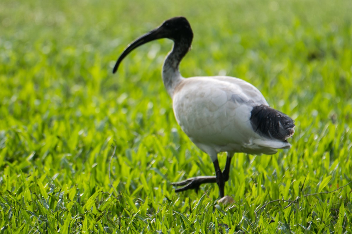 ibis australský - ML617645516