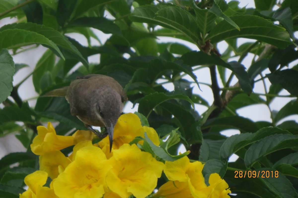 Dark-brown Honeyeater - ML617645565