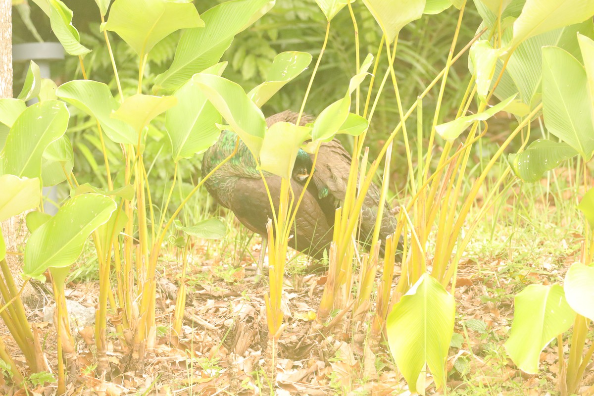 Indian Peafowl - ML617645569