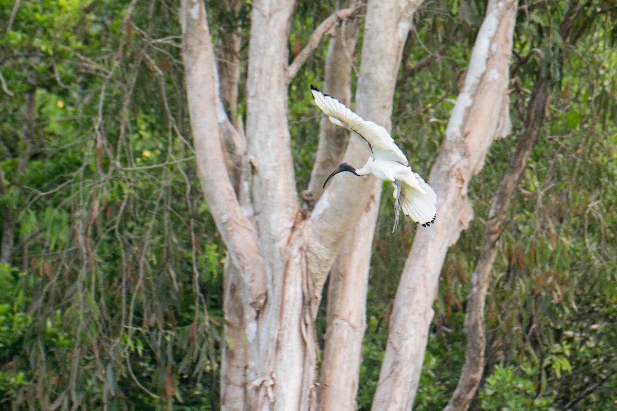 ibis australský - ML617645596