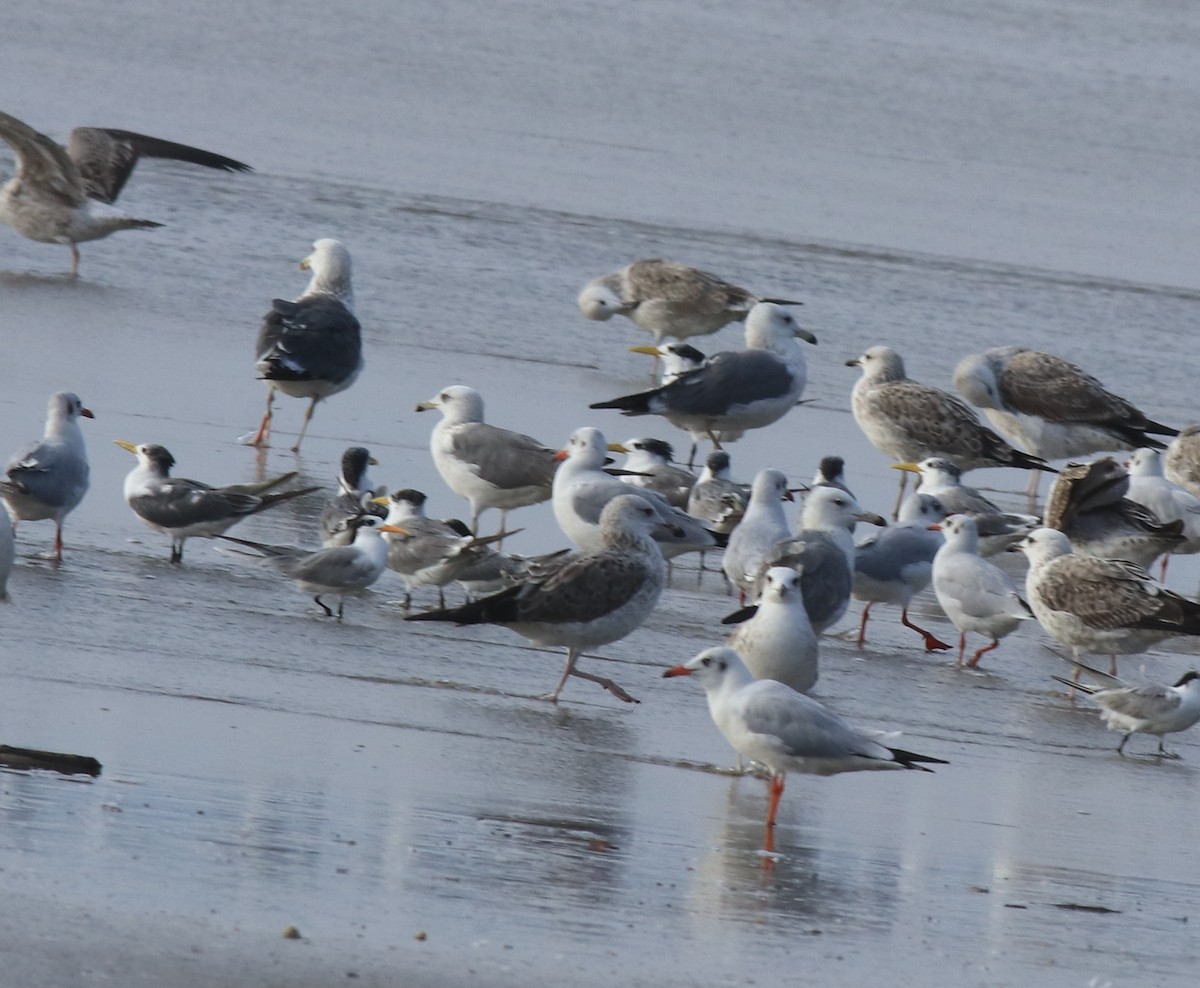 Lesser Black-backed Gull (Heuglin's) - Afsar Nayakkan