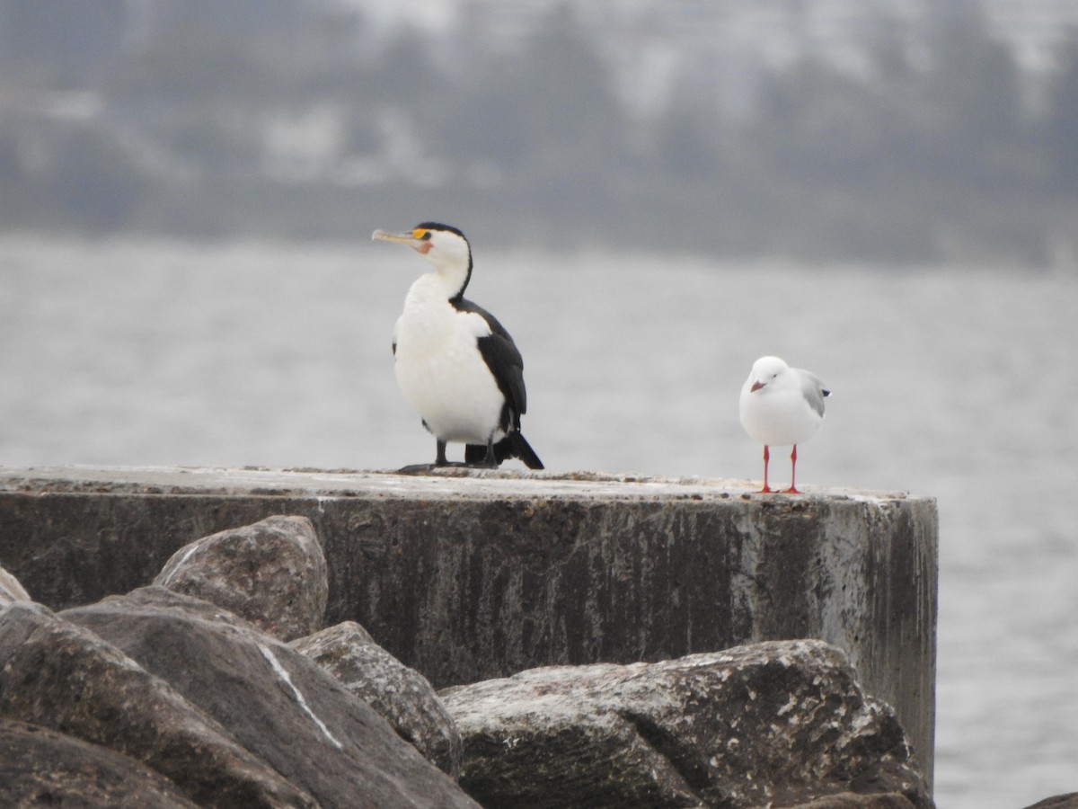 Pied Cormorant - DS Ridley