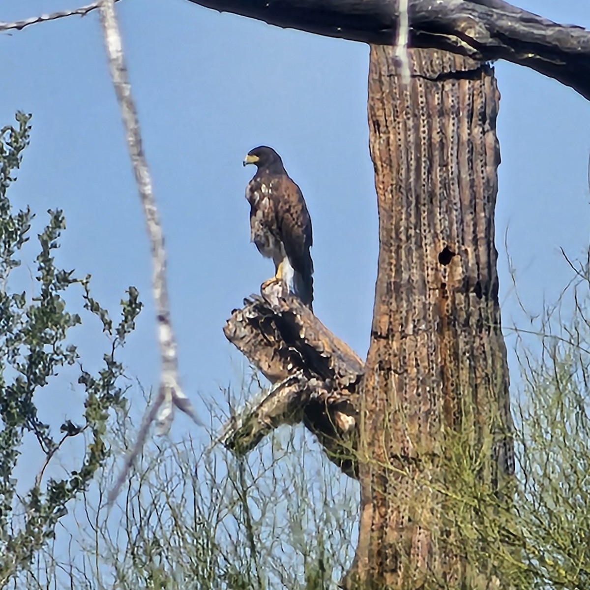 Harris's Hawk - ML617645652