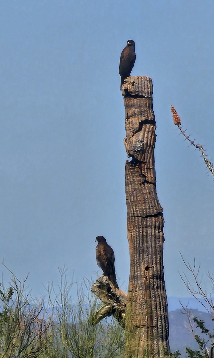 Harris's Hawk - ML617645653