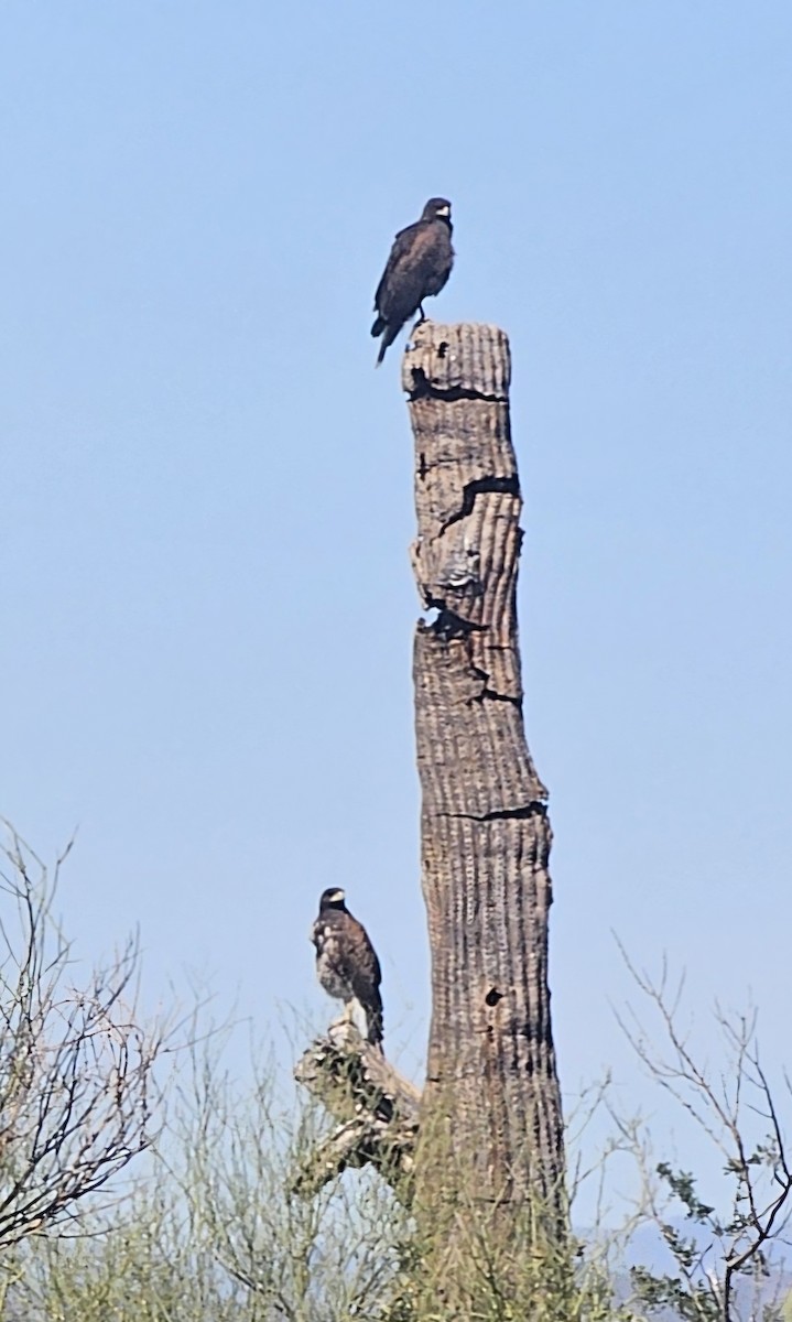 Harris's Hawk - ML617645654