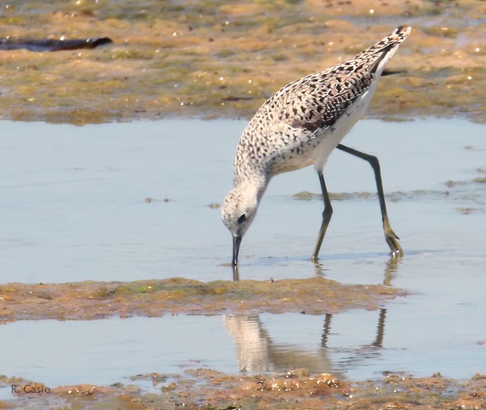 Marsh Sandpiper - ML617645658