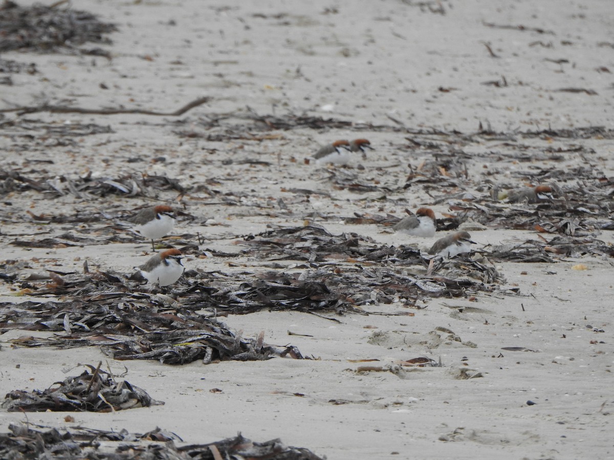 Red-capped Plover - DS Ridley