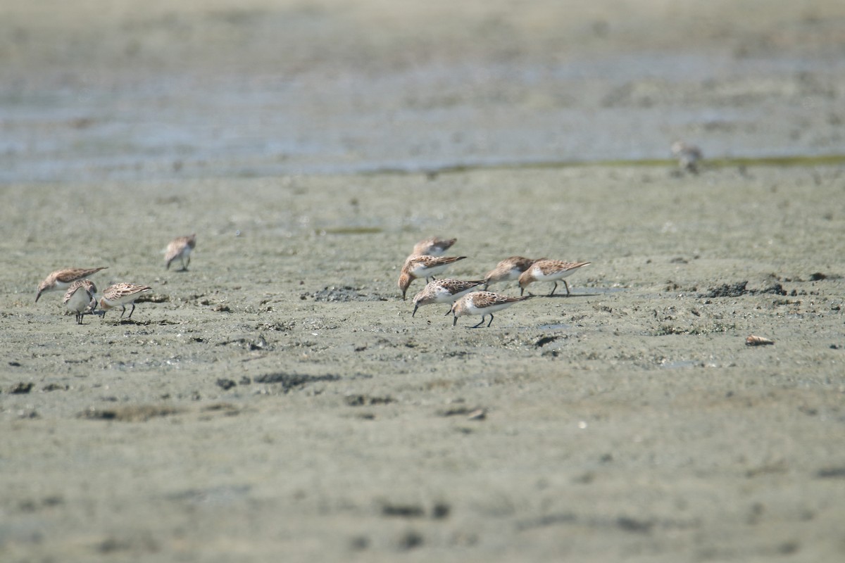 Sanderling - ML617645708