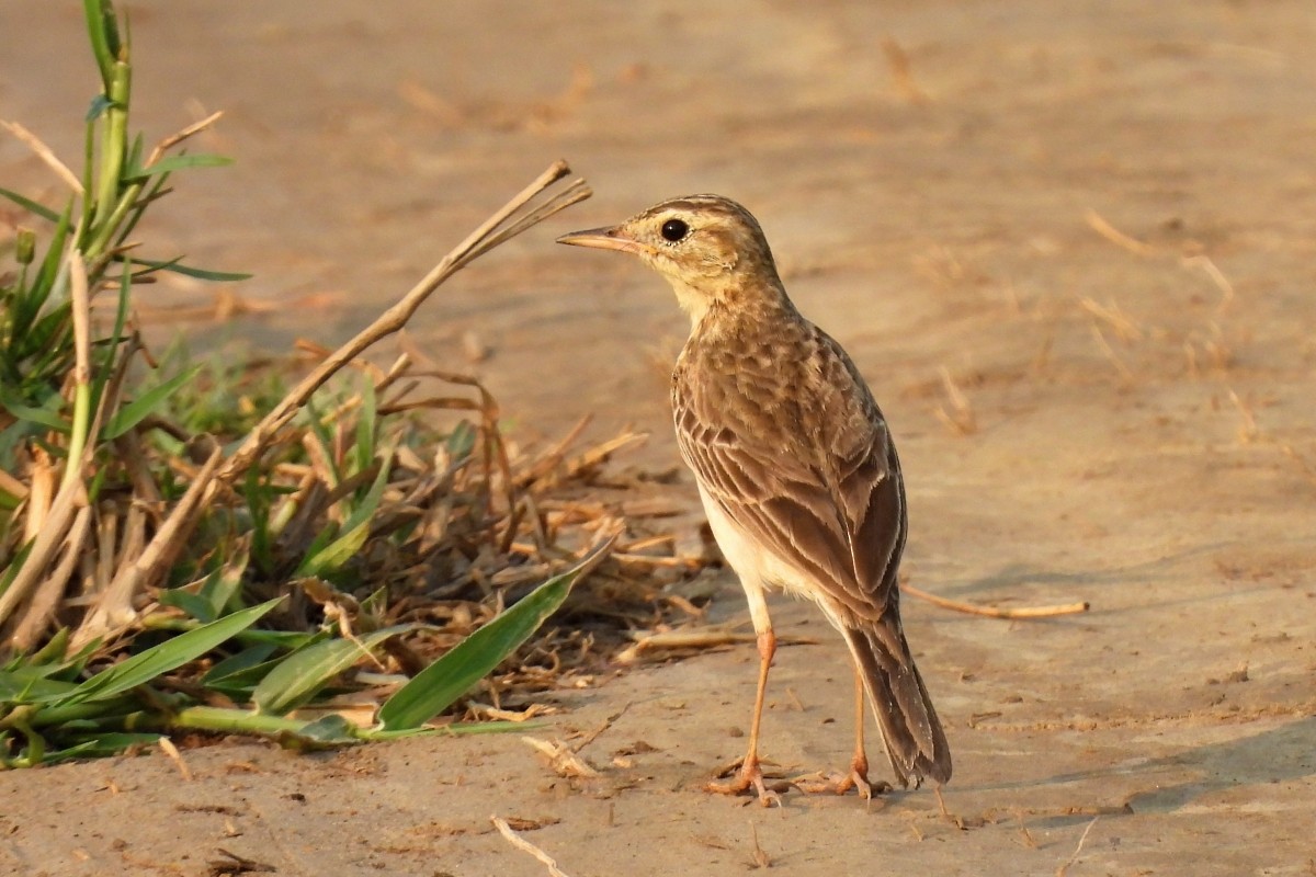 Paddyfield Pipit - Leszek Noga