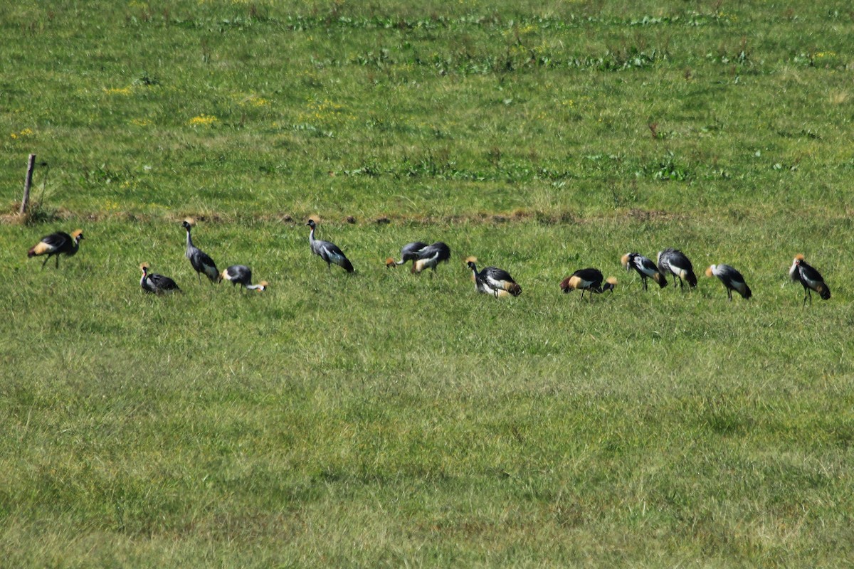 Gray Crowned-Crane - ML617645738