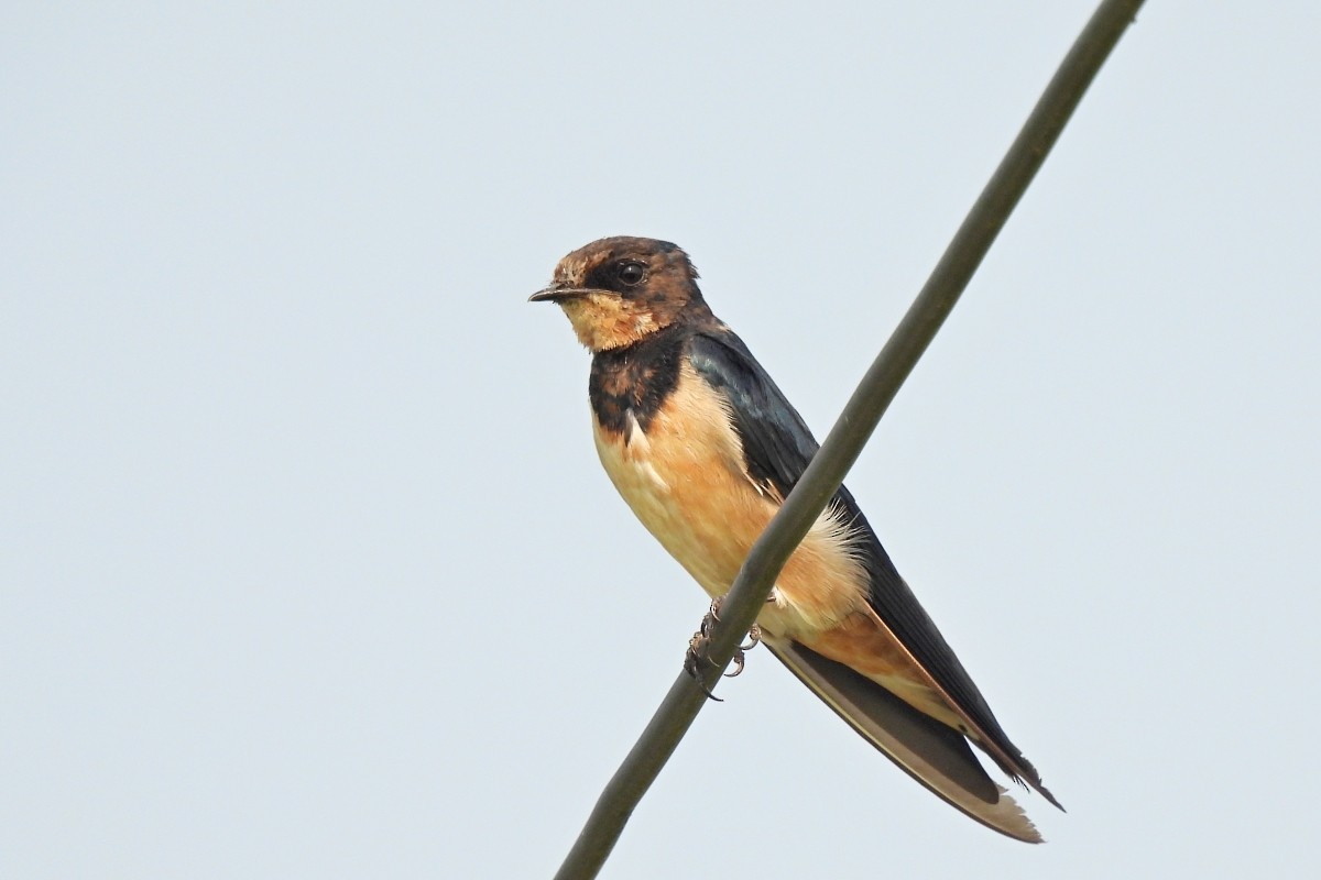 Barn Swallow - Leszek Noga