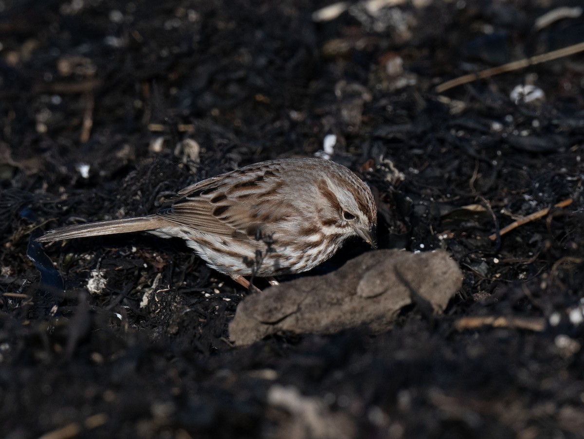 Song Sparrow - ML617645760