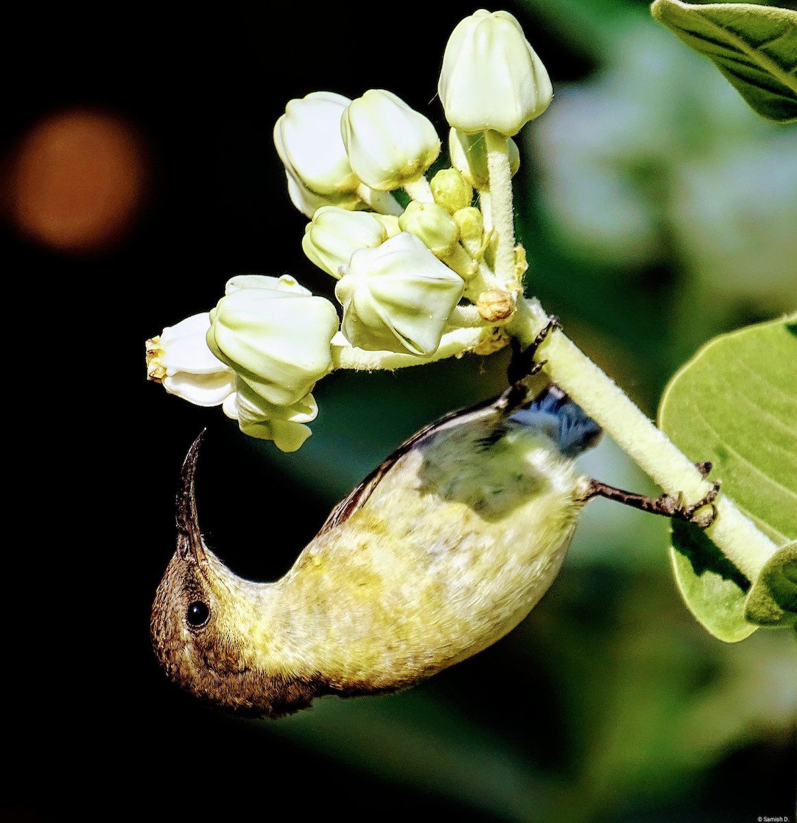 Purple Sunbird - Samish Dhongle