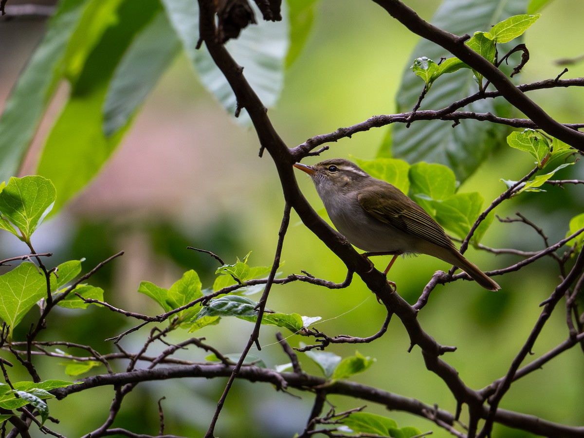 Eastern Crowned Warbler - Takashi Miki