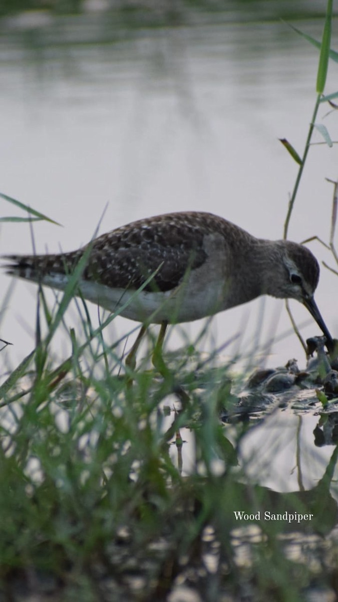 Wood Sandpiper - Samarjit Nayak