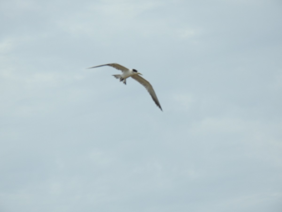 Great Crested Tern - ML617645808