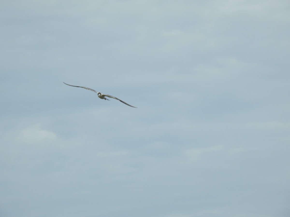 Great Crested Tern - ML617645813