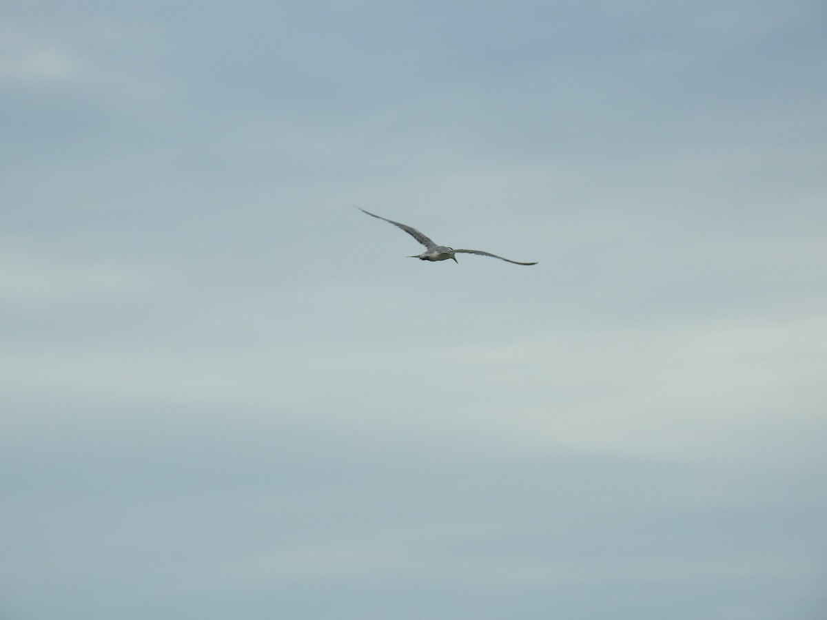 Great Crested Tern - ML617645814