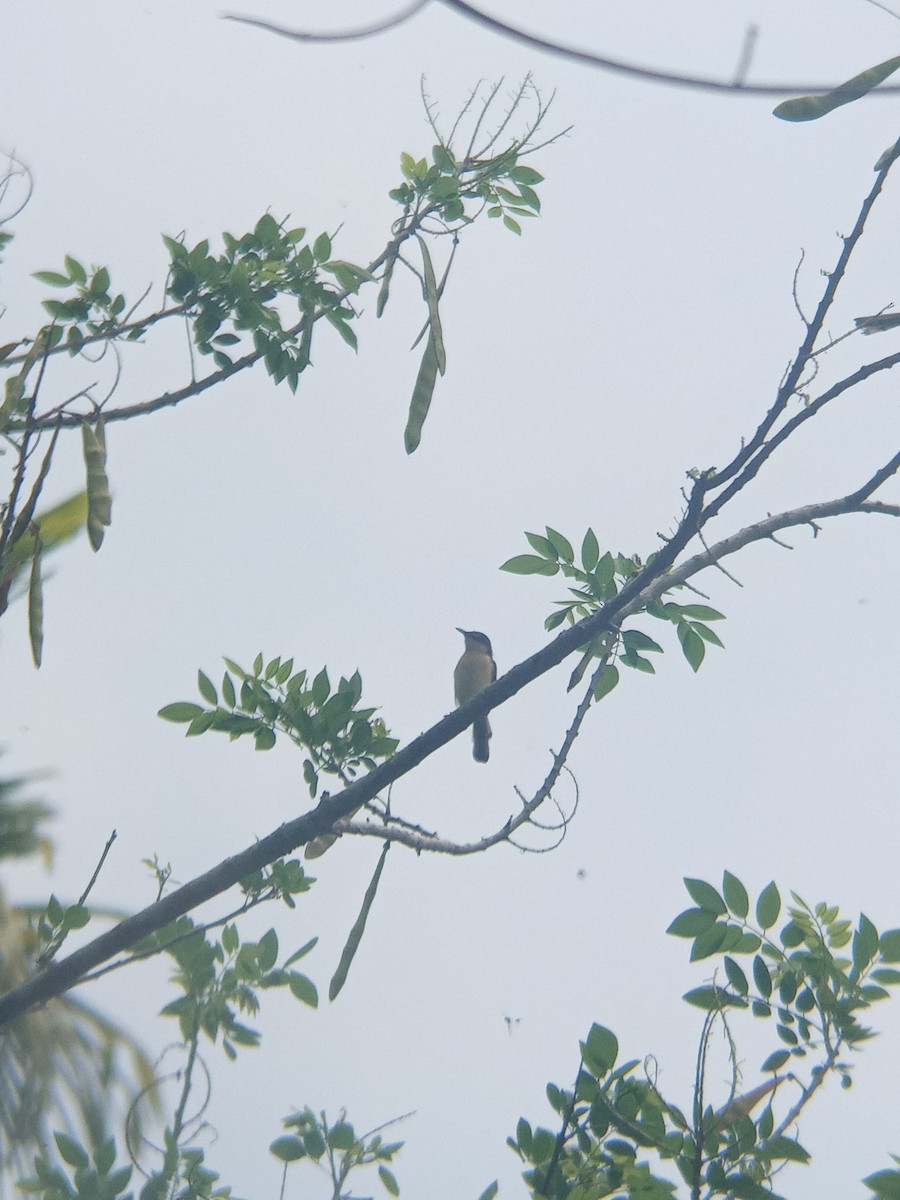 Prinia Cenicienta - ML617645895