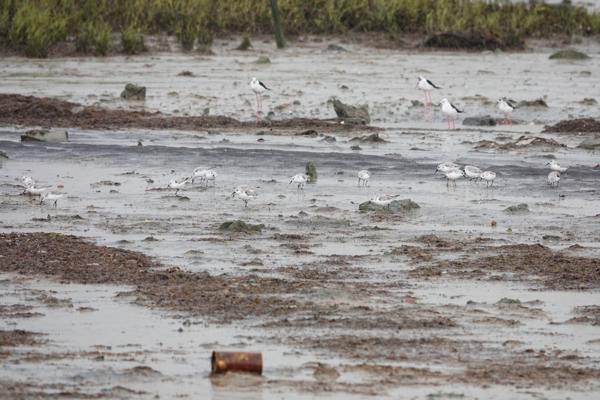 Bécasseau sanderling - ML617645923