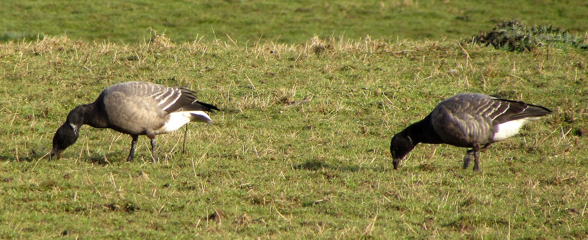 berneška tmavá (ssp. bernicla) - ML617645931