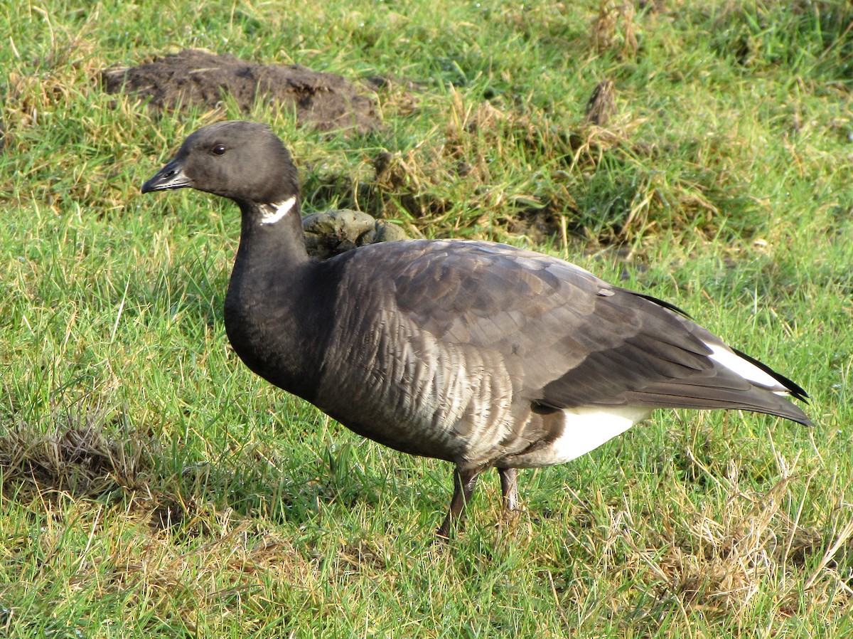 berneška tmavá (ssp. bernicla) - ML617645932