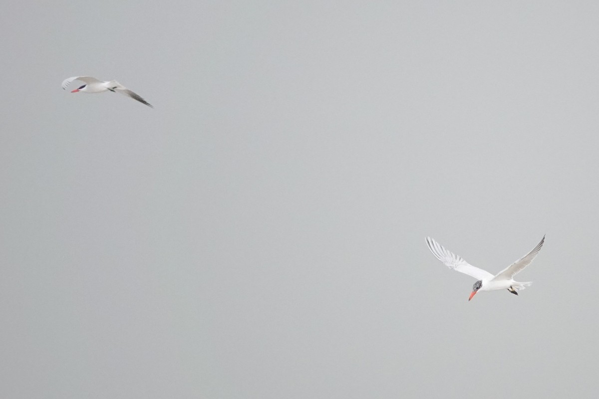 Caspian Tern - ML617645941