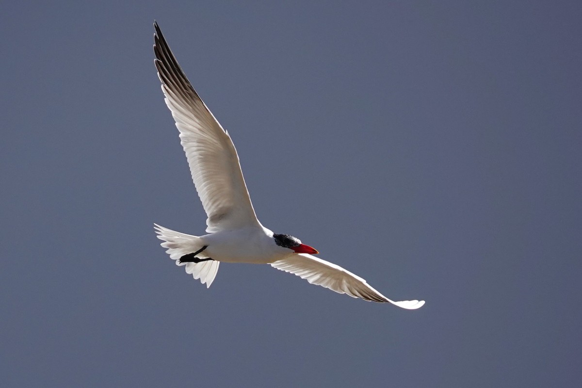 Caspian Tern - ML617645961