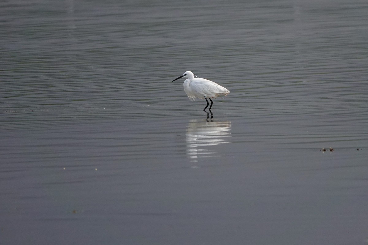 Little Egret - Laura Rollán