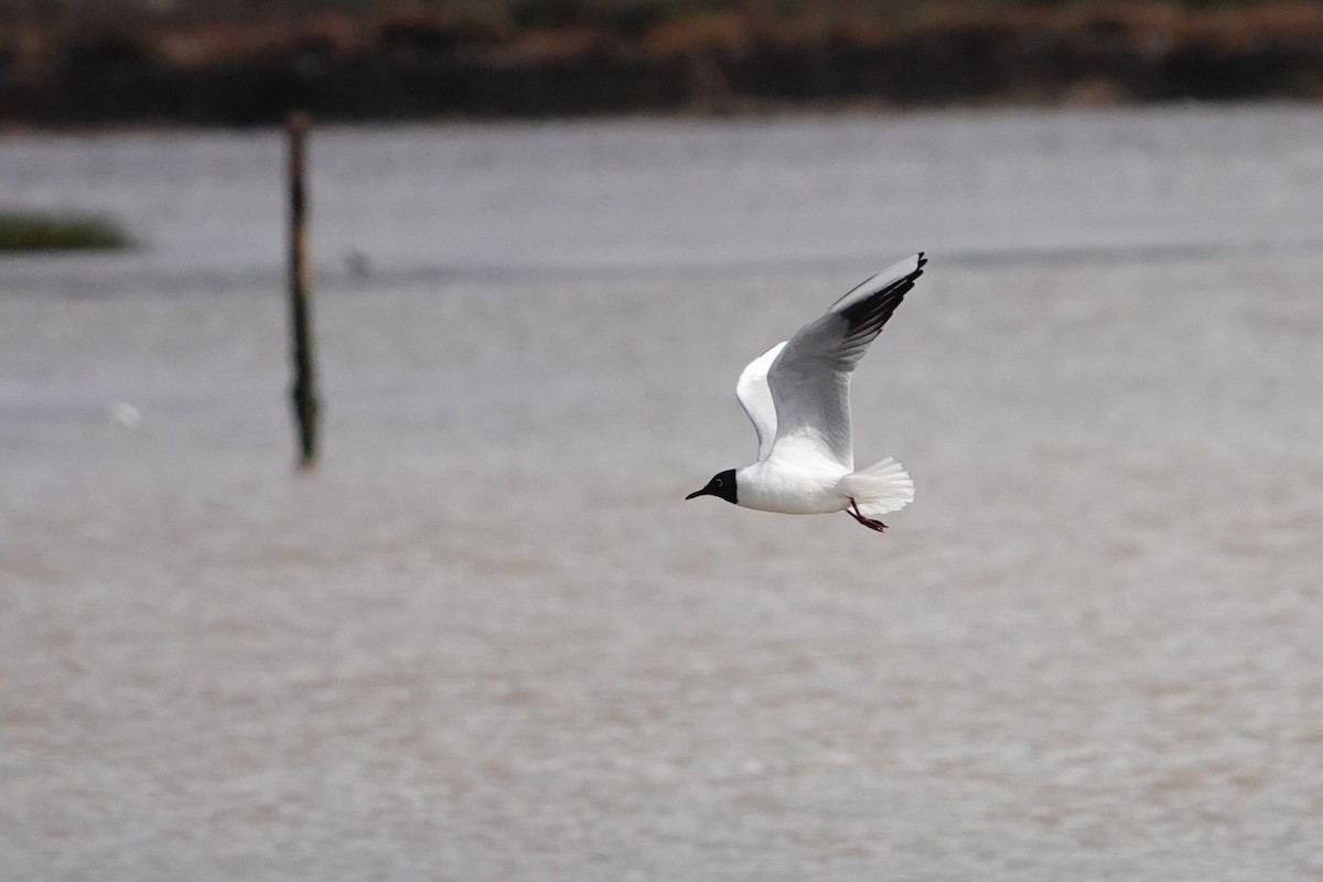 Gaviota Reidora - ML617646005