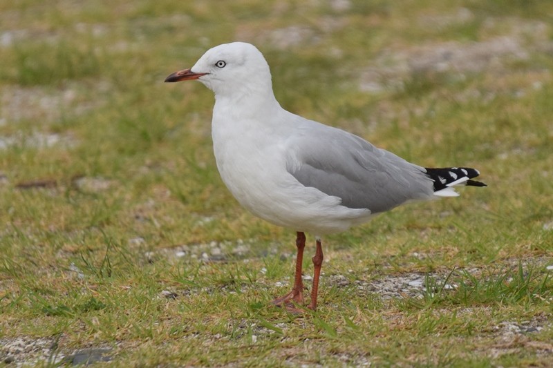 Silver Gull (Red-billed) - ML617646036