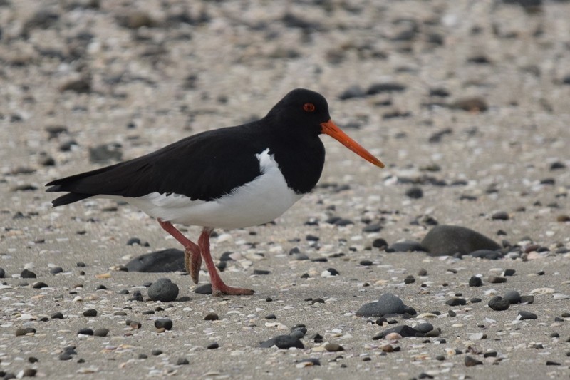 South Island Oystercatcher - Kok Hui Tan