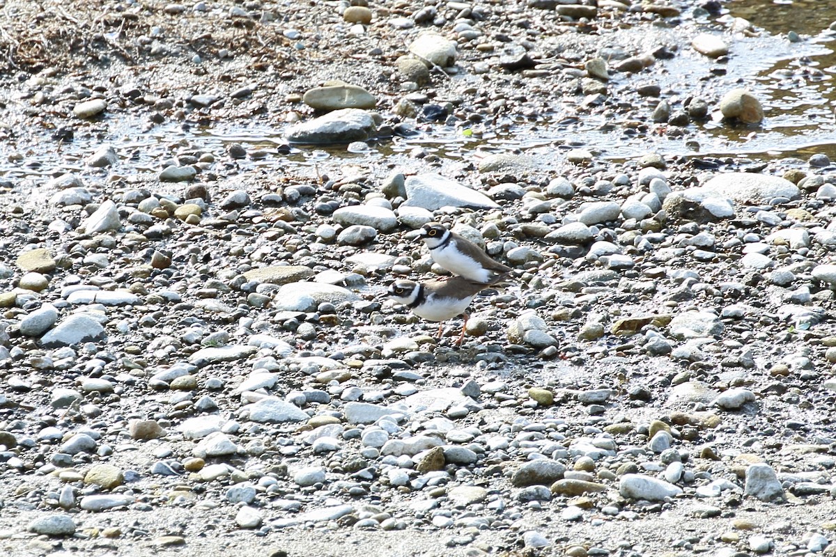 Little Ringed Plover (curonicus) - Anonymous