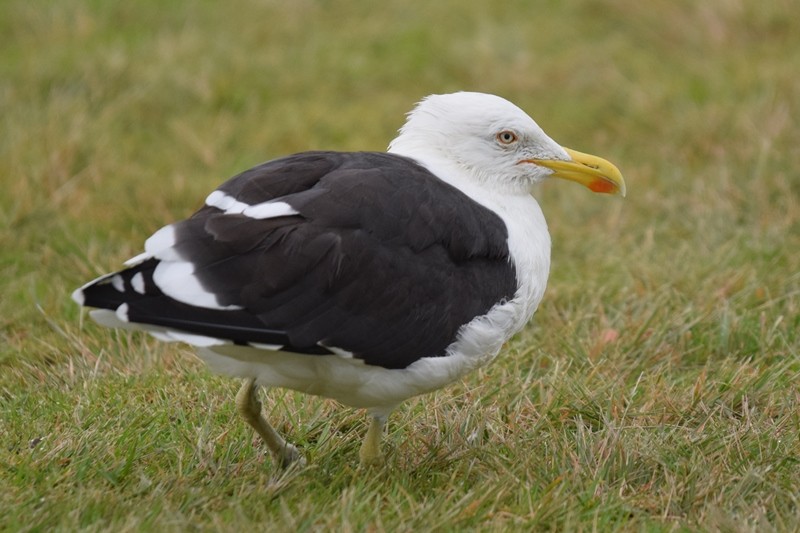 Kelp Gull - ML617646055