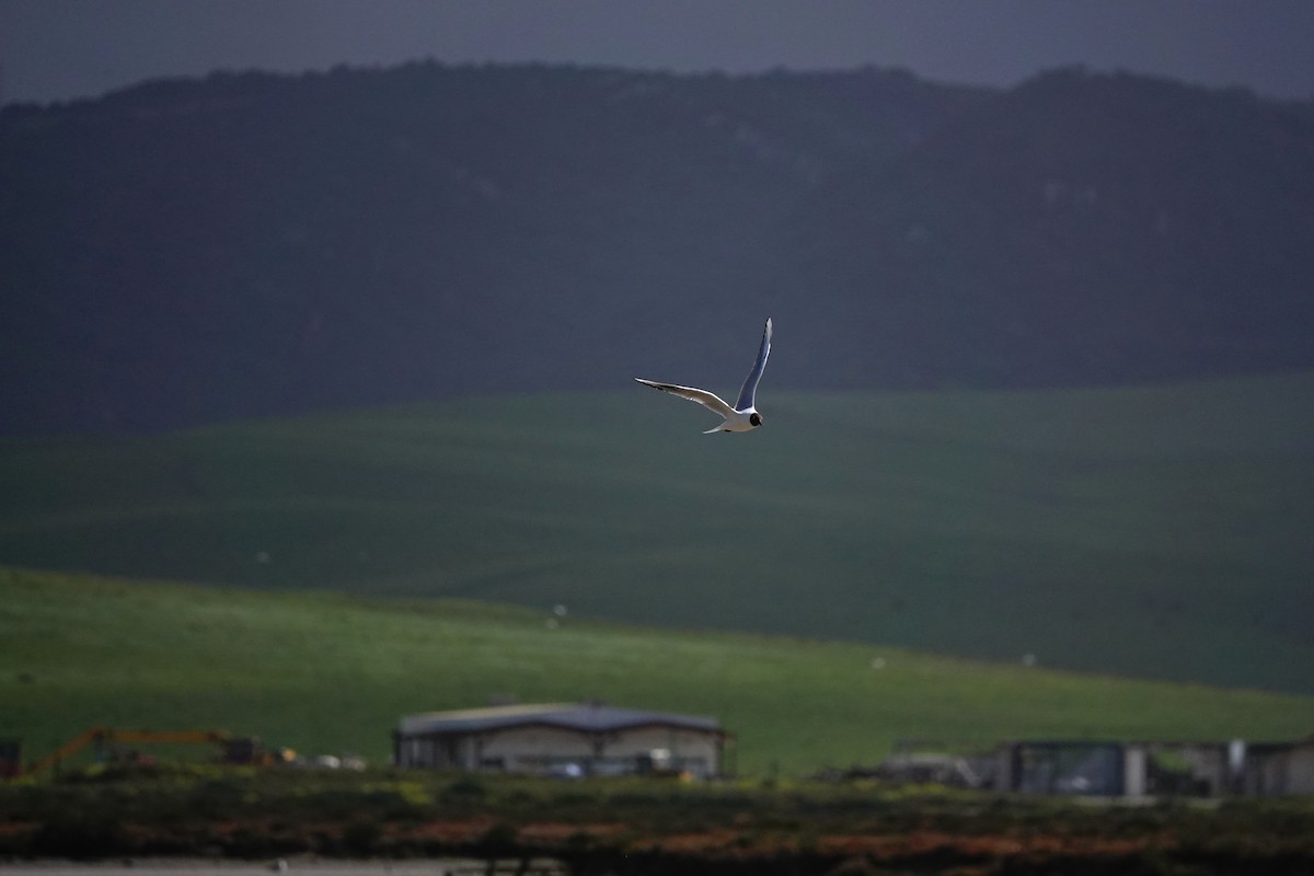 Mouette rieuse - ML617646056