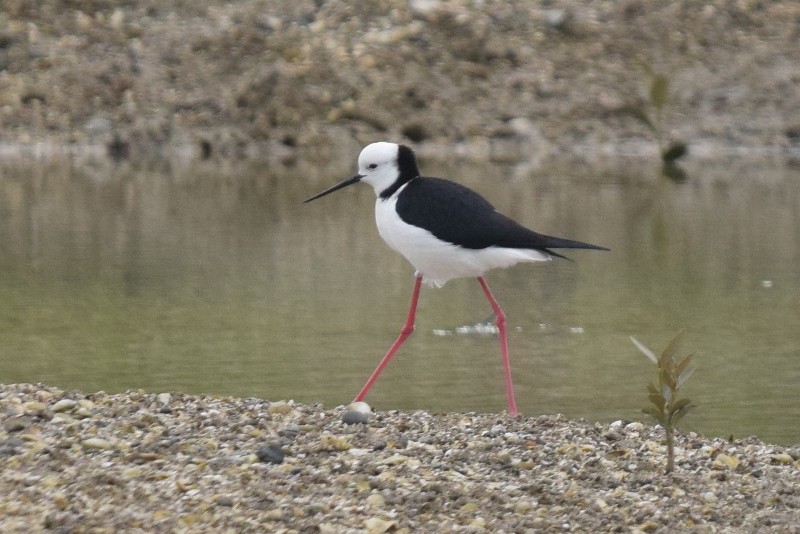 Pied Stilt - ML617646064